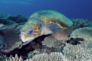 Loggerhead Turtle