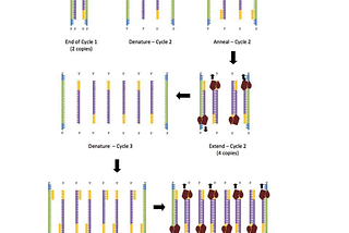 Polymerase Chain Reaction | Learn With Me