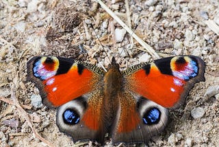 Butterfly — Papillion. Image representing the book by Henri Charriere, papillion.