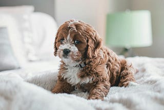 5 Symptoms Of Cystitis In Dogs: Main Causes And Dangerous Signs