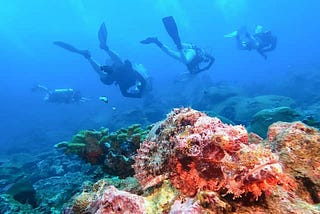 The causes of coral reef collapse — and how to save our ‘rainforests of the sea’