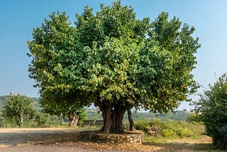 My Friend Mulberry Tree