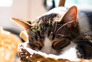 Why Do Cats Purr?