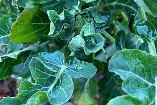 My broccoli refuses to die.