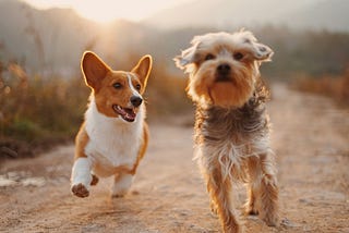 Terrified of Flying With Your Pet? Make it a Breeze With These Tips