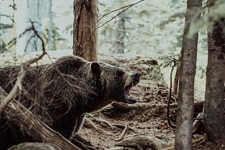 A bear in the woods. It’s mouth is open in a roar.