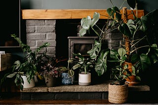 Beautiful houseplants by romantic fireplace.