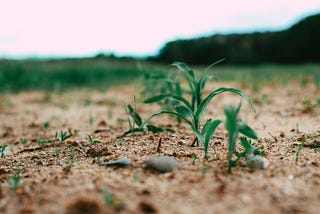 Unique Investment Opportunities You Need To Check Out