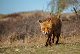 European red fox walking towards camera