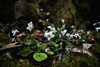 White violets with blue veins and heart-shaped leaves