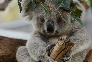 Koala