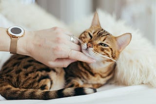 The Purr-fect Explanation: Decoding Common Cat Behaviors