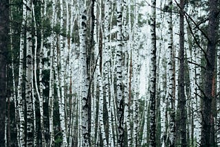 Birch trees.