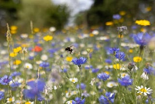 Insect extinction: Why one man’s grief over a beloved bee’s death is a wake-up call to the world
