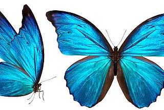 The Butterfly Effect