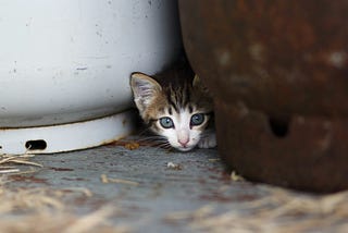 People help animal shelters without even knowing it