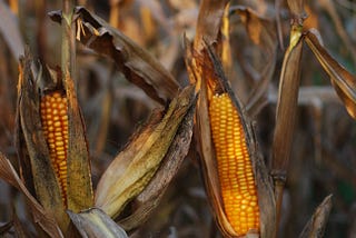 Inside the Corn Maze