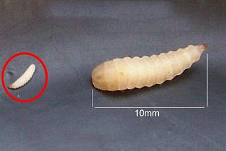 How Many Grams of a BSF Larvea After Growing