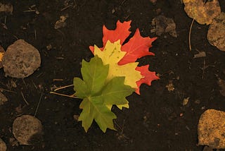 Everyone (and Every Thing) Transitions — Some Just Choose the Path