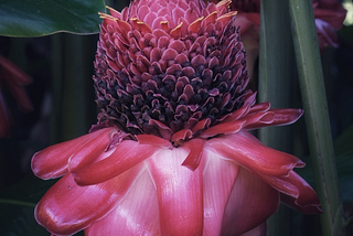 Photo of a Torch Ginger by Jules Kremer