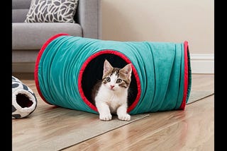 Cat-Tunnel-1
