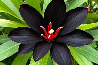 Black-Ginger-1