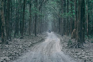 Jim Corbett National Park: India’s Oldest Wildlife Sanctuary and Its Conservation Legacy