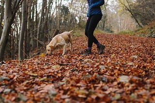 Dog Training to Hunt — Dog Training At Home Near Me