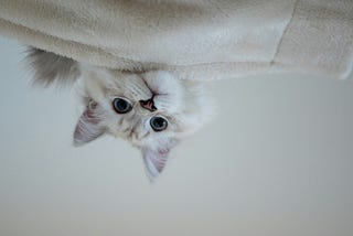Curious, big-eyed, fluffy white cat hanging upside down and peeking under the couch
