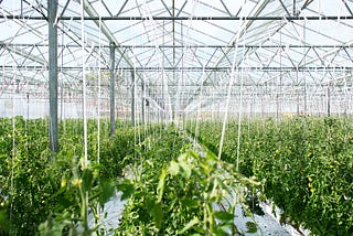 Greenhouses have a big problem