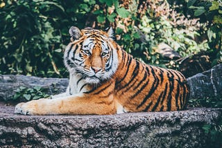 Top Ten (10)Tiger Facts