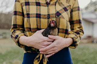 A woman holding a hen in her hands. The picture shows only the hen and the woman‘s torso and chest region. The background is a blurred farm scene.