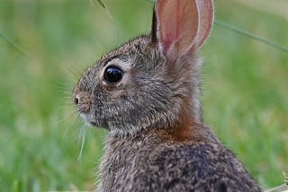 Day of the Lawn Lepus