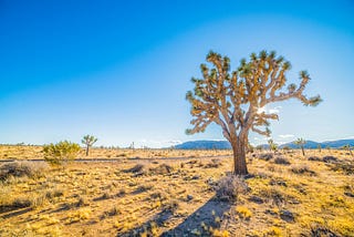 Surviving My First Camping Trip Expanded My Worldview