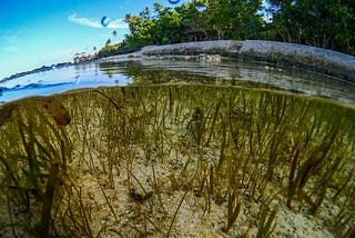 Collaborative Seagrass Mapping from Sentinel-2 Satellite Imagery