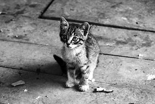 The Secret Lives of Stray and Feral Cats: How They Survive and What You Can Do to Help
