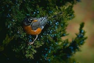 How a Winter Flock of Robins Lifted My Dismal Mood