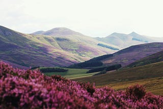 Joyful Hills