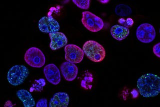 Stem Cell Infusions And Heart Failure: The Story Of An Academic Trainwreck