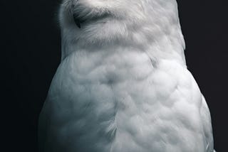 A white owl in the night.