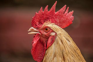 Chicken and Gestation.