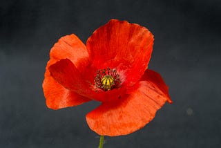 The Poppy Belongs to Palestinians Too