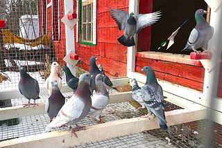 Animal Farm -Pigeons’ dispatched to advertise a rebellion to neighbouring farm animals