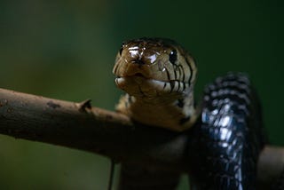 The Python Design Pattern That Finally Fixes OOP’s Biggest Problem