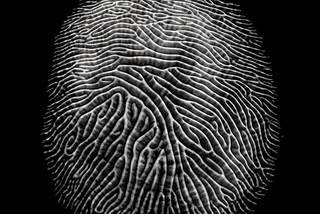 The Intriguing Connection Between Your Brain and Fingerprints