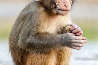 Is Monkeys are really Clever ?