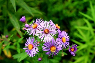 Asters Neigh Drive Reality…