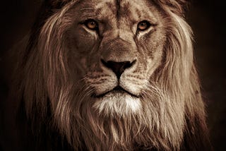 A close up of a large male lion with a full mane, golden eyes, and a powerful stance, staring straight at you.