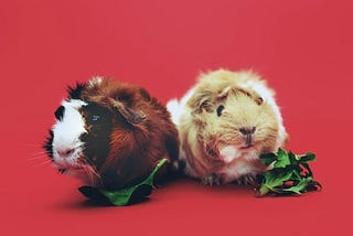 Can Guinea Pigs Eat Chia Seeds?