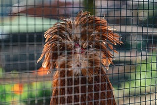 A caged ragged-looking insane-looking bird of some kind.